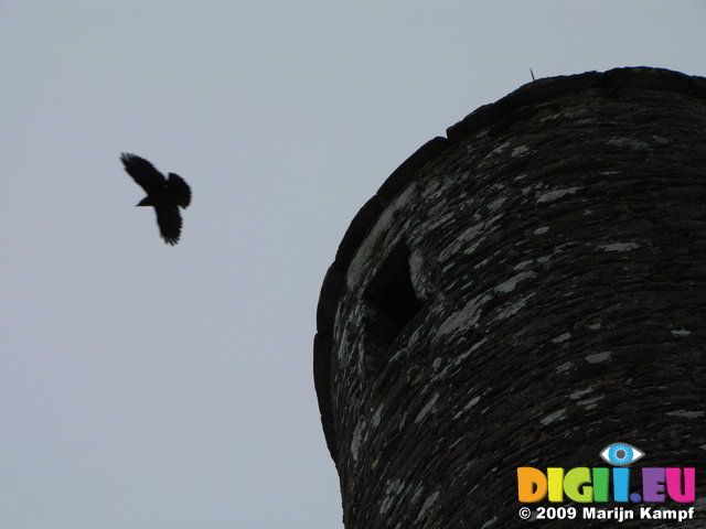 SX02689 Rook flying from Glendalough Round Tower